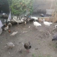 فروش جوجه بالغ طاووس در همه رنگ|پرنده|قائم‌شهر, |دیوار