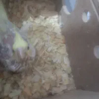 جوجه عروس دوکتی