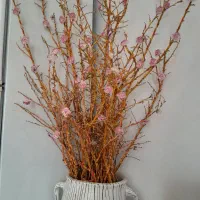 گل دان و گلش شیگ و نو سالم خوش رنگ