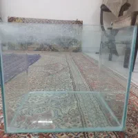 آکواریم|ماهی|بیرجند, |دیوار
