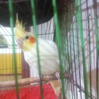 طوطی عروس هلندی