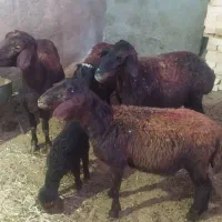 میش|حیوانات مزرعه|نهاوند, |دیوار