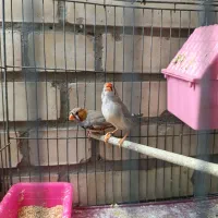 سهره تعداد فنچ تعداد مرغ عشق|پرنده|نجفآباد, منتظری شمالی|دیوار