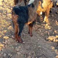 بز ترکی مخصوص داشت