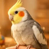 عروس هلندی