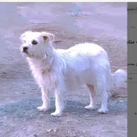 سگ شیتزو سفید رنگ