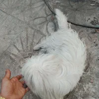 سک خانگی ب اسم لوسی|سگ|شیراز, ده پیاله|دیوار