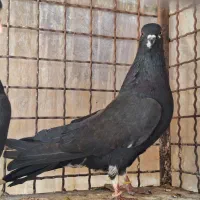 غلاغ سیاپشت