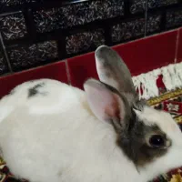 خرگوش|موش و خرگوش|خرمآباد, |دیوار