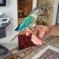 گریچینک تراکوئیس