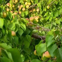 باغچه روستای دیزیجان ۶۷۰متر|فروش خانه و ویلا|قم, حکمت شمالی|دیوار