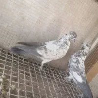 کبوتر.پرشی|پرنده|خمینیشهر, |دیوار