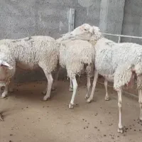 میش لاکن آبستن سنگین