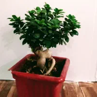 بونسای خاص|گل و گیاه طبیعی|اهواز, کوی باهنر|دیوار