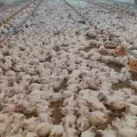 فروش مرغداری 41 هزار قطعه/ فول اتوماتیک|فروش دفتر صنعتی، کشاورزی، تجاری|ملایر, |دیوار