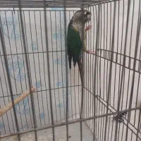 نر تراکوییس کارداده|پرنده|خمینی‌شهر, |دیوار