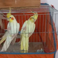 ۳ عدد طوطی عروس لوتینو کاملا سالم