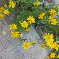 زمین کشاورزی دیم روستای قوچاق