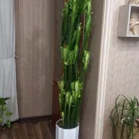 افوربیای ۳ ساله