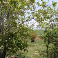 ۱۲۰۰متر زمین مسکونی بادرخت وسرسبز(اوزون دره)