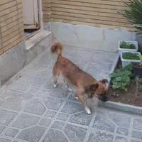 سگ پامر نر ۲ساله|سگ|اصفهان, پینارت|دیوار