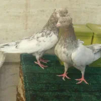 سینه هفترنگ و کله و جوجه|پرنده|مشهد, ارشاد|دیوار