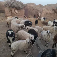 میش بره|حیوانات مزرعه|خوسف, |دیوار