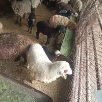 خروس لاری زنده مغانی