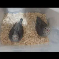 جوجه عروس هلندی سرلاکی