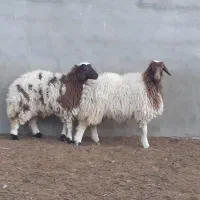 جفت بره ماده دوقلو،میش،بز