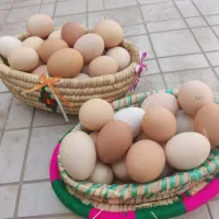 تخم مرغ  تازه بومی