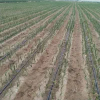 اجاره 7000متر زمین کشاورزی|اجارهٔ دفتر صنعتی، کشاورزی، تجاری|عنبرآباد, |دیوار