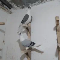 پشتی شهری سبز سوسنی خودمونی