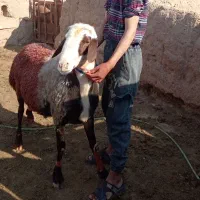 قوچ|حیوانات مزرعه|جلگه زوزن, |دیوار