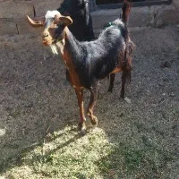 بز پاکستانی جوان