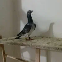 کبوتر رنگی دورگ پلاکی