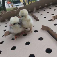 اردک یکروزه وصغیر جوجه محلی گلپایگان)رنگی/بلدرچین|حیوانات مزرعه|رشت, آزادگان|دیوار