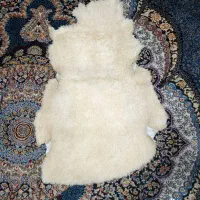 پوست گوسفند اصل خارجی