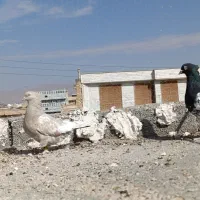 کبوتر|پرنده|نی‌ریز, |دیوار