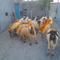 هجده عدد کاور پرواری|حیوانات مزرعه|چرداول, |دیوار