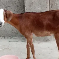 کهره جمولی