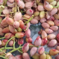 کود محلول جلوگیری از ریزش گل ،میوه و سرمازدگی