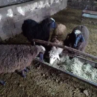 بره ماده|حیوانات مزرعه|سیلوانه, |دیوار