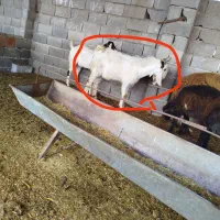 بز نر،،