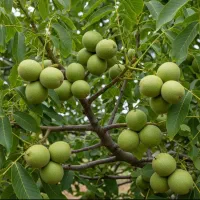 فروش انواع نهال اصلاح شده بادام پیوندی وگردو