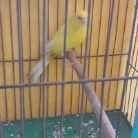 قناری رسمی بلندقرص معاوظه باامپلی ماشین