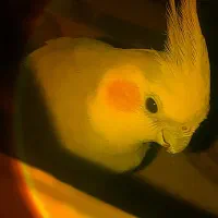 عروس هلندی سخنگو