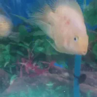 ماهی آکواریومی