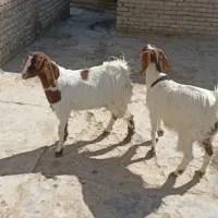 فروشی دو عددگتاج محلی خونه ای