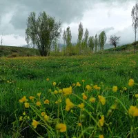 زمین ویهج مناسب باغ|فروش دفتر صنعتی، کشاورزی، تجاری|قروه, |دیوار